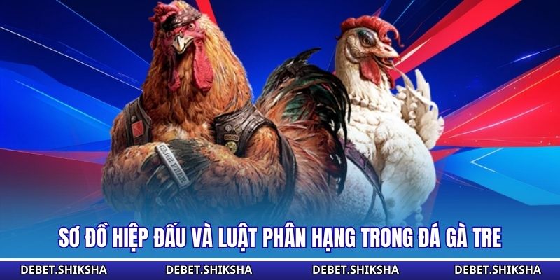 Đá Gà Tre Tại Debet - Hệ Thống Các Cửa Cược Phổ Biến Sơ đồ hiệp đấu và luật phân hạng trong đá gà tre